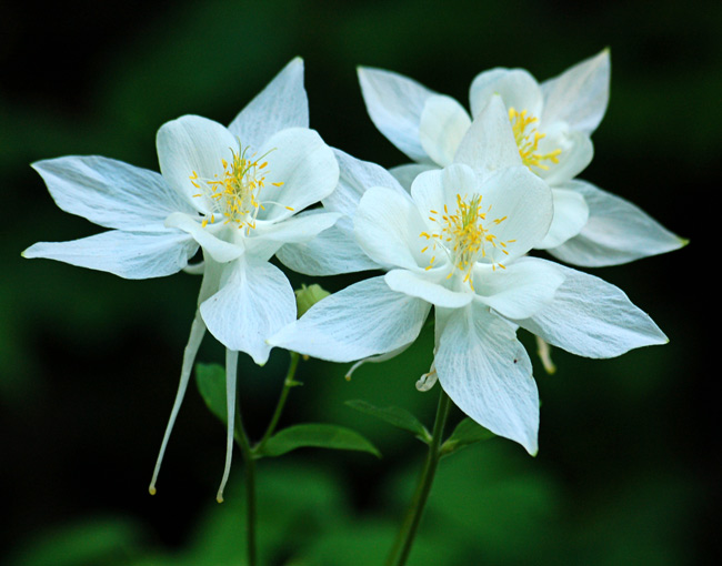 three columbines